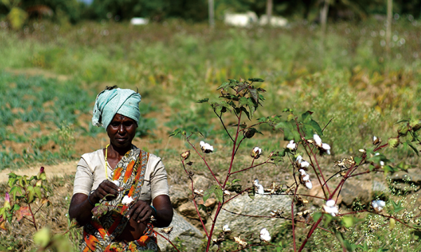 フェアトレードコットンとは？